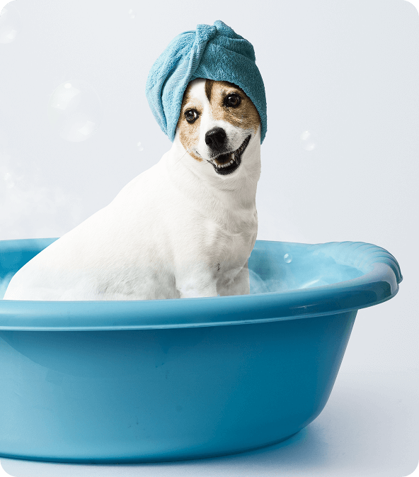 Dog after bath