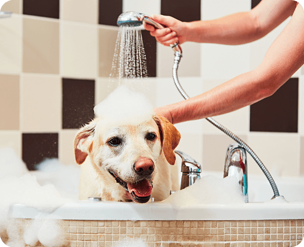 Dog in bath tub