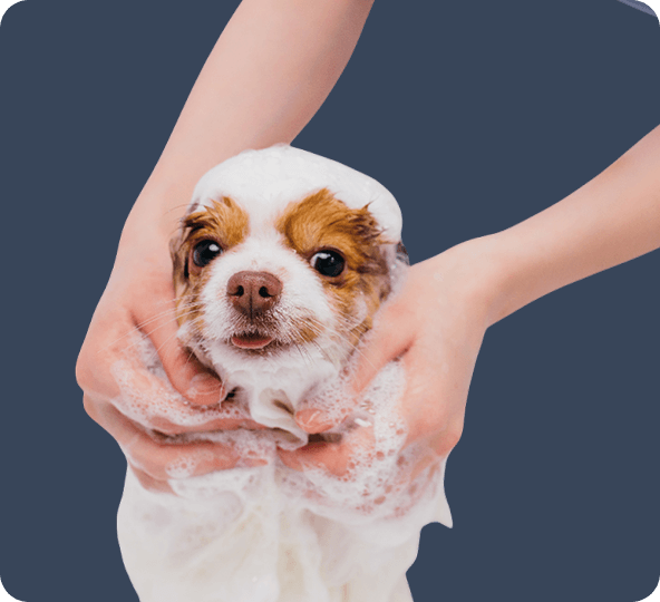Dog holding toy after bath