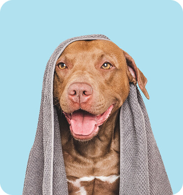 Dog with teal bg