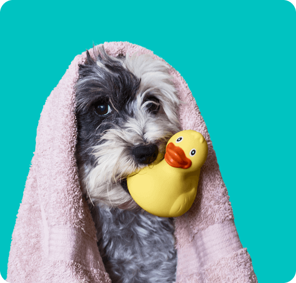 Dog holding toy after bath