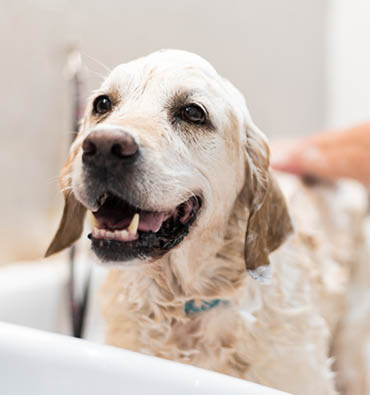 pet grooming