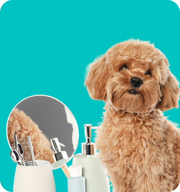Dog with ligh bg