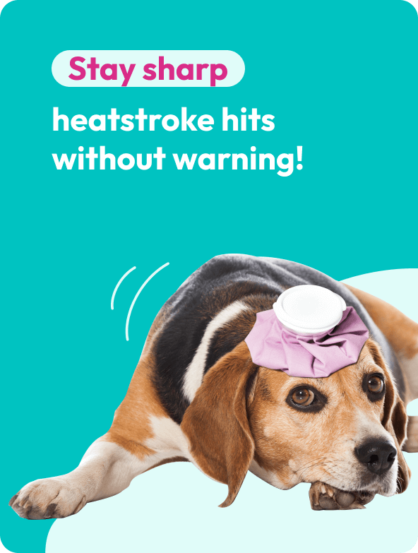 Dog heatstroke