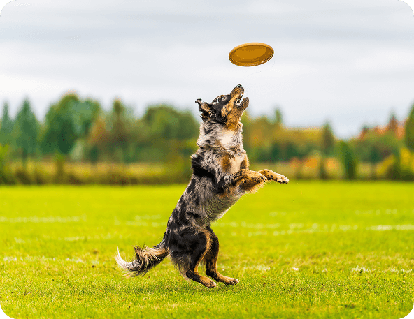 Dog holding toy in the park