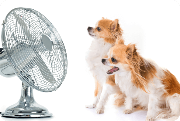 Dog with fan