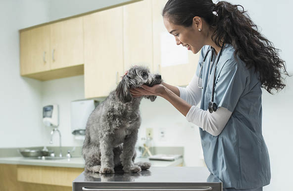 Dog at vet
