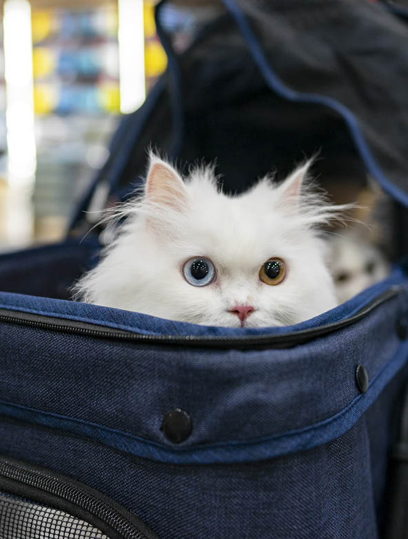 Dog in bag