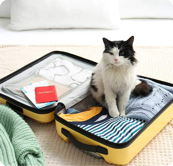 cat in suitcase