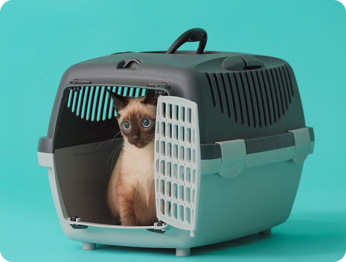 dog in cage