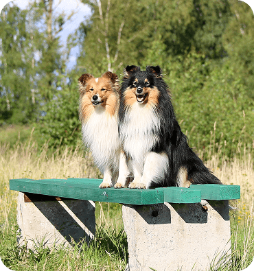 dogs together