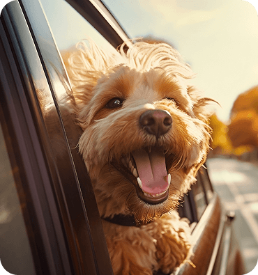 pet travel by car