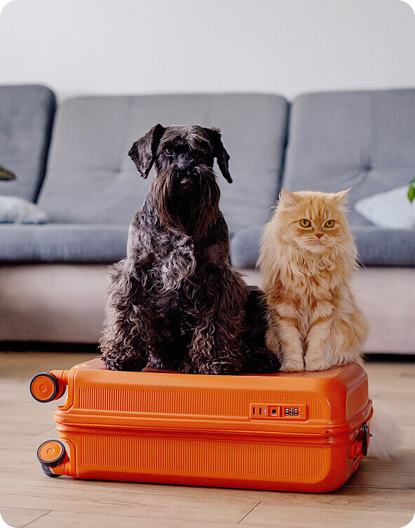 Pets on suitcase