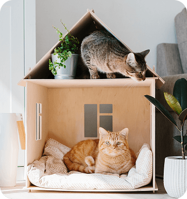 cats in shelter